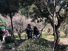 -香雪海