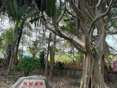 -瑞丽独树成林风景区