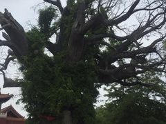 -大槐树寻根祭祖园