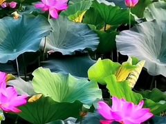 -清水湾酒店(深圳横岗塘坑地铁站店)