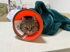 -乐派堂宠物医院·猫友好· 心脏科(东街店)