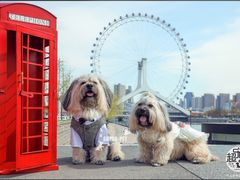 -超宠爱宠物摄影-Super pet
