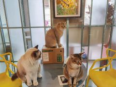 -喵屿·大理花园猫咖