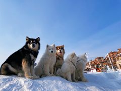 -长白山万达国际滑雪场