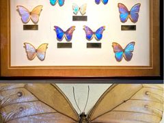 -上海昆虫博物馆