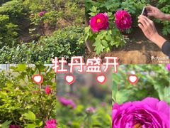 -洛阳市牡丹公园