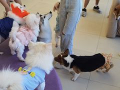 -怪兽屋·羊驼·猫咖·狗咖(俊华广场店)