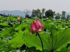 -知味观(湖滨总店)