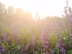 iphone_upload_pic-紫海香堤香草艺术庄园