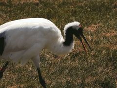 -盐城丹顶鹤湿地生态旅游区