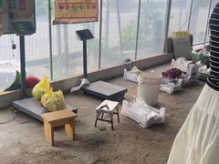 -马陆小张葡萄园农家乐