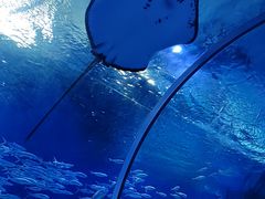 -海合安武汉极地海洋公园