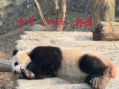 -都江堰中华大熊猫苑