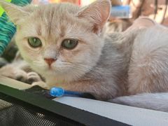 -瑞派·关忠动物医院·猫专科·犬专科(三环新城店)