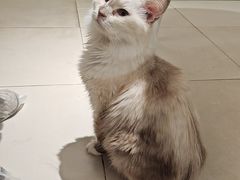 -怪兽屋·羊驼·猫咖·狗咖(俊华广场店)