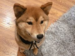 -柴务处·柴犬主题狗咖