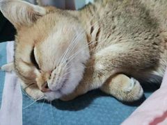 -东方名猫馆·英短金渐层布偶猫舍(环线广场1号楼店)