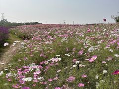 -上海滨江森林公园