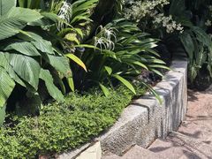 -新加坡植物园