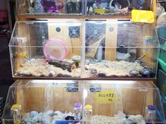 -宝鸡东道花鸟鱼虫市场(吉利花园商场店)
