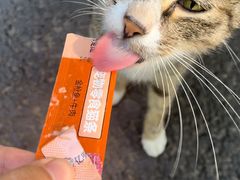-宝界山林公园