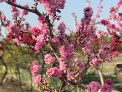 -大兴滨河森林公园