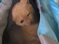 -瑞派福兴宠物医院犬猫全科·骨科·中西医结合(河东店)