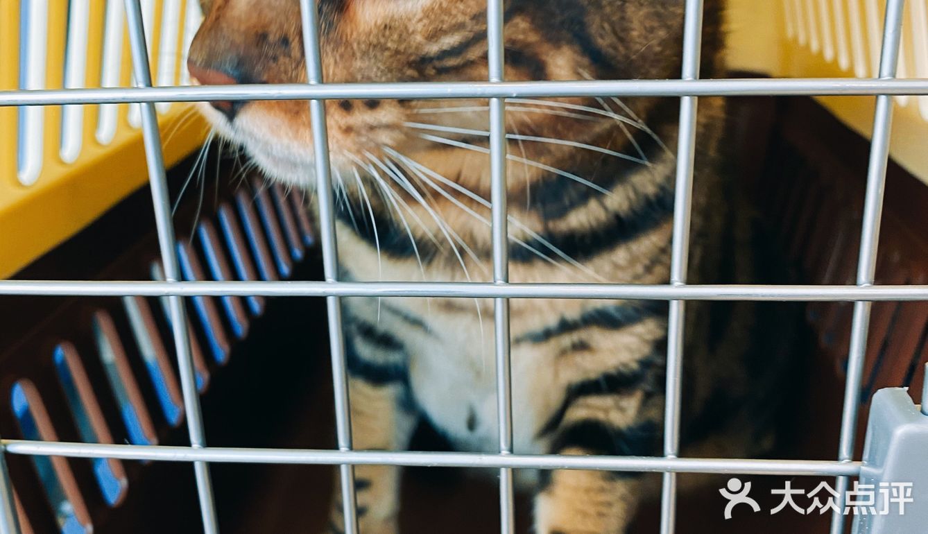 体验|猫咪打疫苗—丢脸丢到姥姥家🐈👵🏻