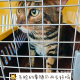 体验|猫咪打疫苗—丢脸丢到姥姥家🐈👵🏻