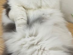 -李小姐の猫咖啡馆(五角场店)