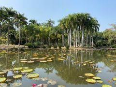 -中国科学院西双版纳热带植物园