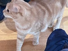 -是阿柴呀！柴犬咖啡·爱喵喵猫咖