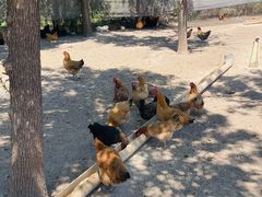 -甜心庄园·甜心草莓采摘园(西青中北店)