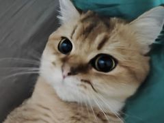 -猫大福·Fortune Cat猫舍(百子湾店)