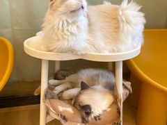 -有喵·猫咖·狗咖·40+猫狗有小奶狗(岗厦店)