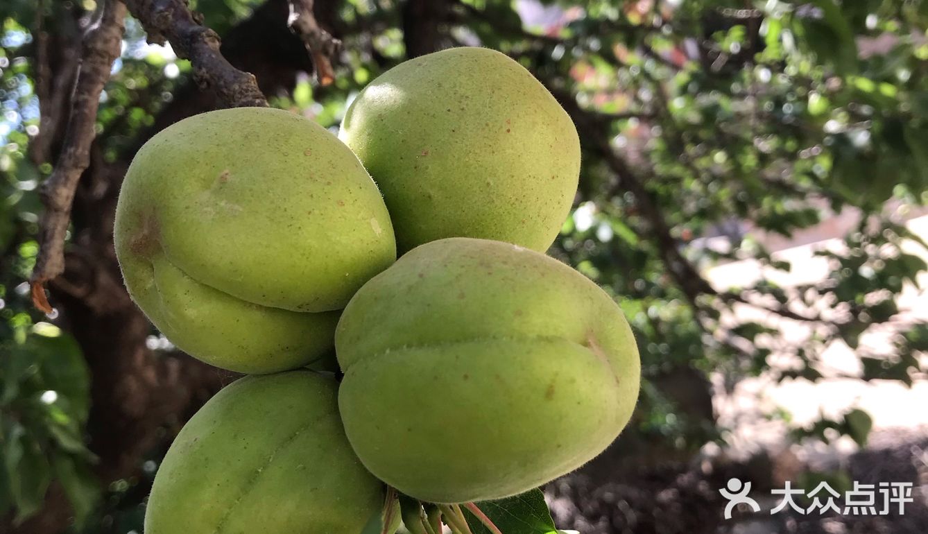 杏 现在树上的杏子就长这样，还没有熟，这棵杏很好吃