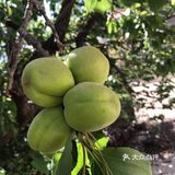 杏 现在树上的杏子就长这样，还没有熟，这棵杏很好吃