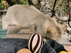 -喵屿·大理花园猫咖