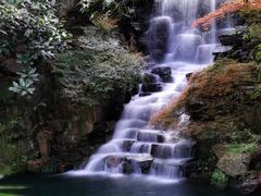 -十八棵（老龙井）御茶园(老龙井店)