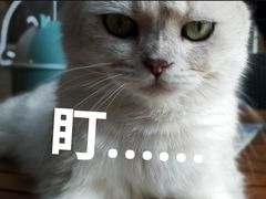 -喵屿·大理花园猫咖