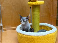 -帕帕拉兹宠物(亚洲旗舰店)