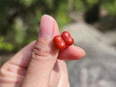 -香山公园