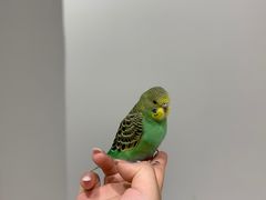 -怪兽屋·羊驼·猫咖·狗咖(俊华广场店)