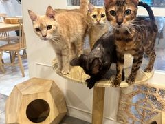 -楼上猫咖(罗湖店)