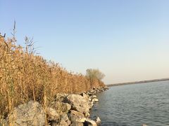 -合肥滨湖国家森林公园