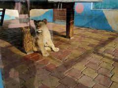 -大连森林动物园