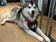-Husky Go! 哈士奇体验馆·宠物咖啡厅狗咖
