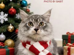 -BABIT巴比特宠物(MOMOPARK店)