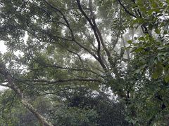 -普陀山风景名胜区-法雨禅寺