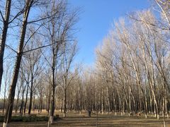 -东郊湿地公园